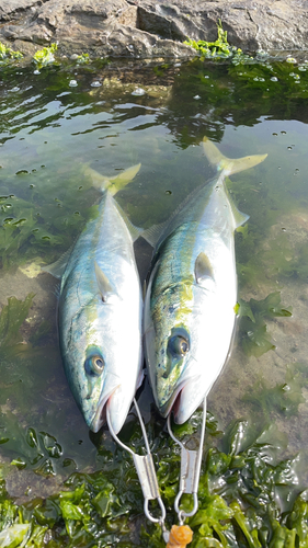 ヤズの釣果