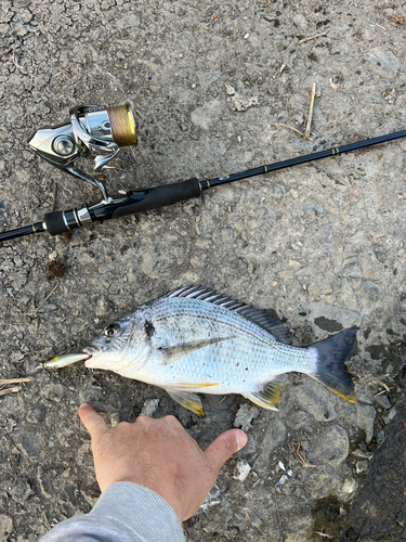 キビレの釣果