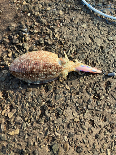 コウイカの釣果