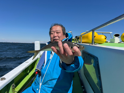 マアジの釣果