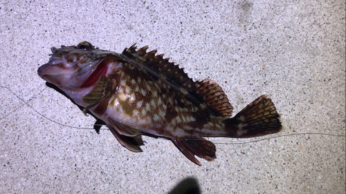 カサゴの釣果