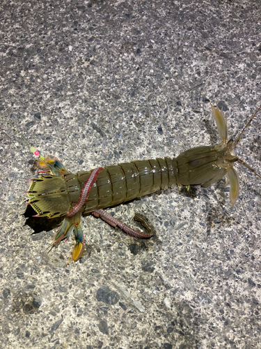 シャコエビの釣果