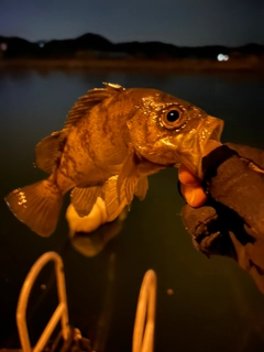 メバルの釣果