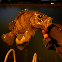 エソ王の釣果