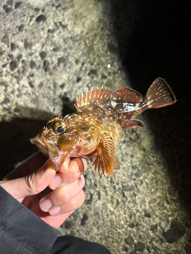 カサゴの釣果