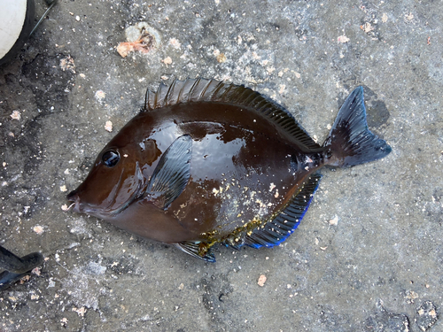 サンノジの釣果