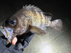 シロメバルの釣果