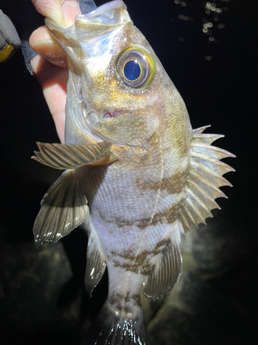 メバルの釣果