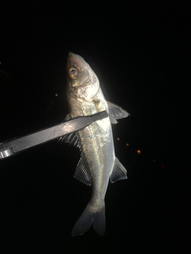 スズキの釣果