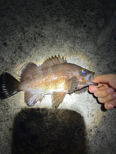 アカメバルの釣果