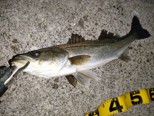 シーバスの釣果