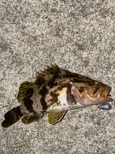 タケノコメバルの釣果