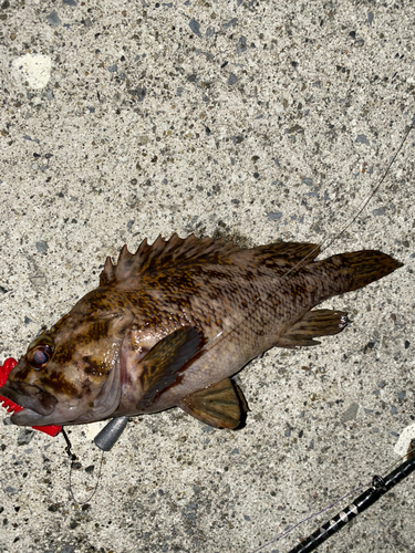 オウゴンムラソイの釣果