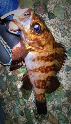 シロメバルの釣果