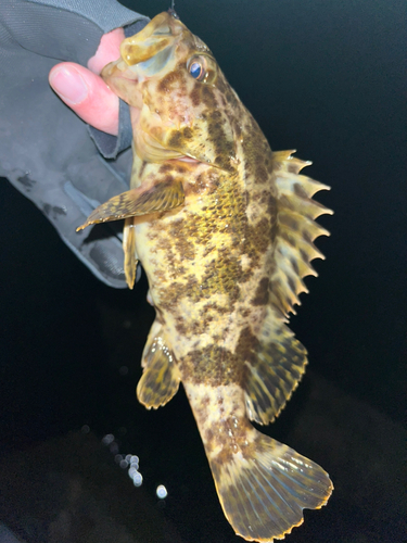 タケノコメバルの釣果