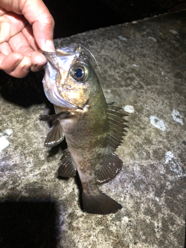 クロメバルの釣果