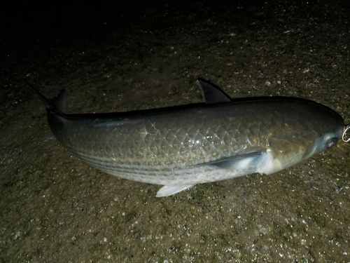 ボラの釣果