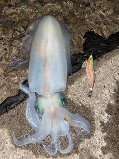 イカの釣果