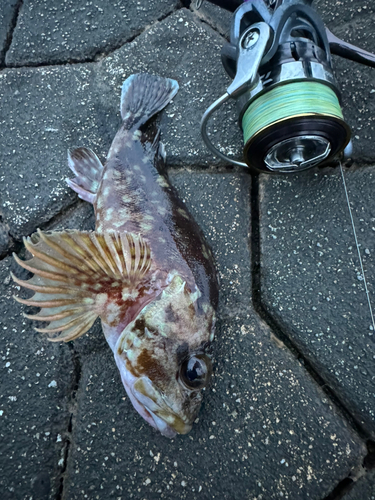 カサゴの釣果