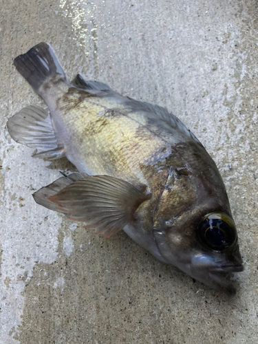 メバルの釣果