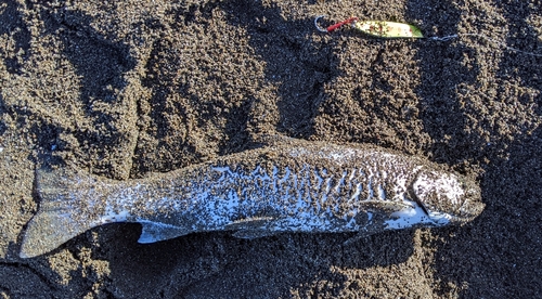 アメマスの釣果