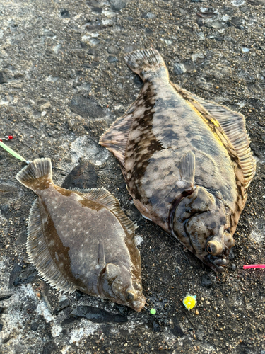 マコガレイの釣果