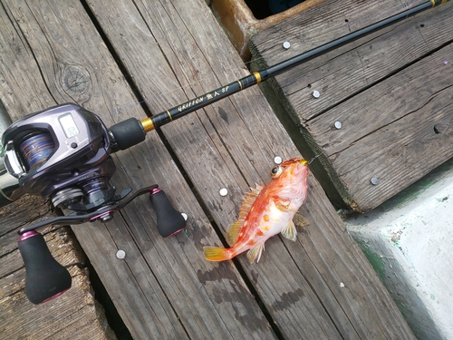 アヤメカサゴの釣果