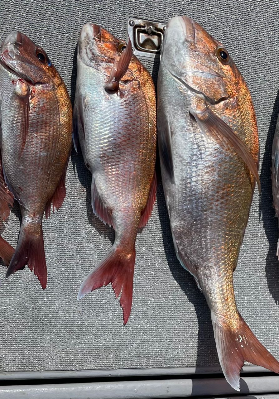 Hフィッシングクラブ　会員4号さんの釣果 1枚目の画像