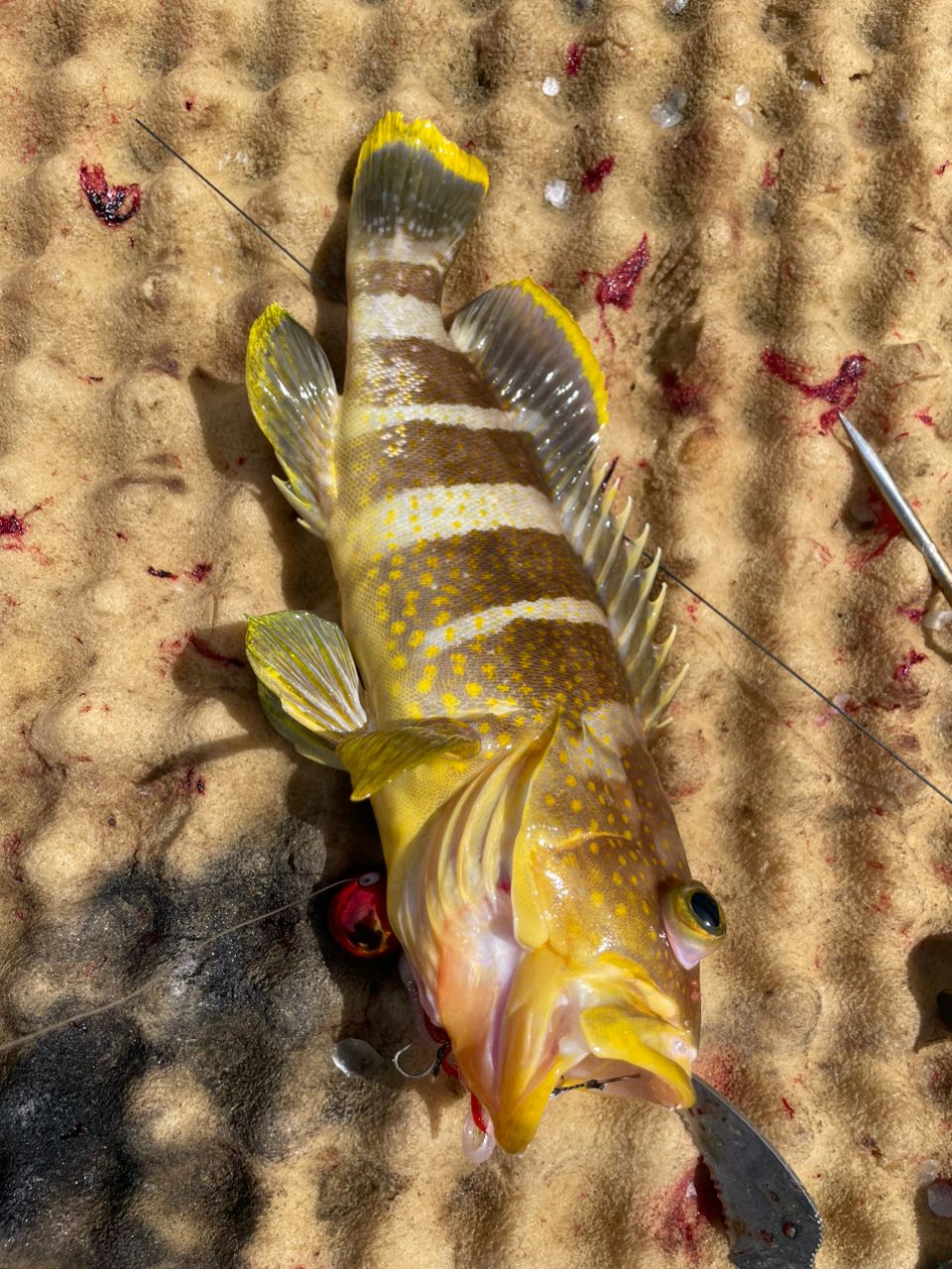 Hフィッシングクラブ　会員4号さんの釣果 2枚目の画像