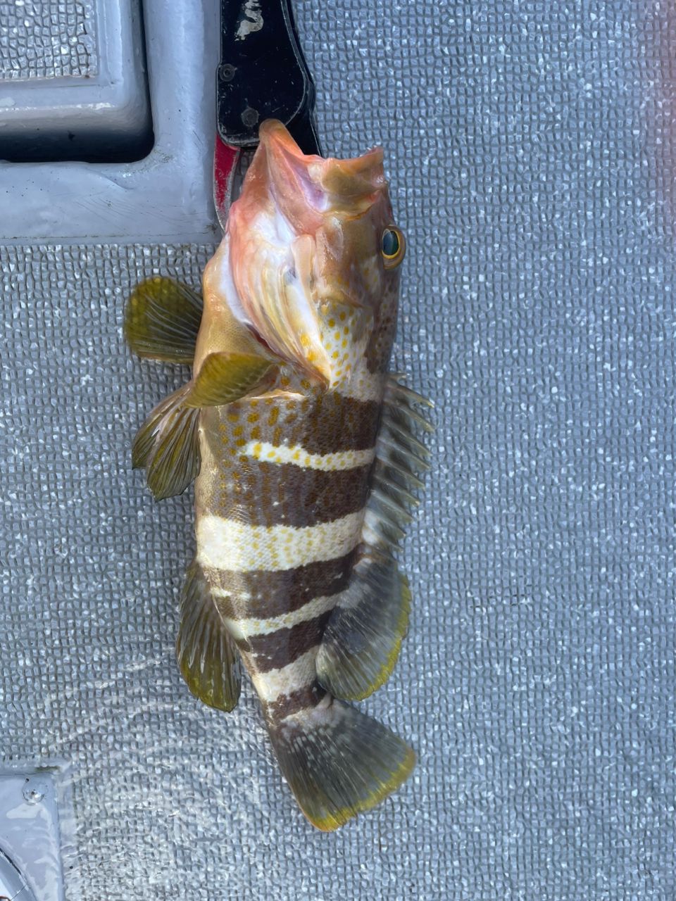 Hフィッシングクラブ　会員4号さんの釣果 3枚目の画像