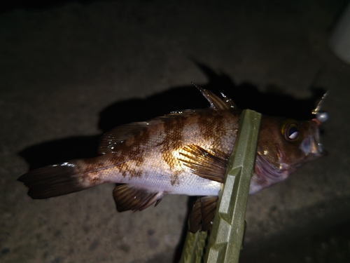 メバルの釣果