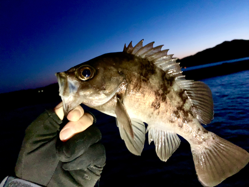 メバルの釣果