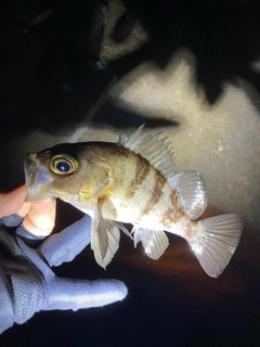 シロメバルの釣果