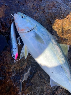 ハマチの釣果