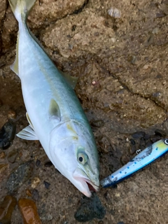 ハマチの釣果