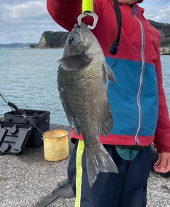 メジナの釣果