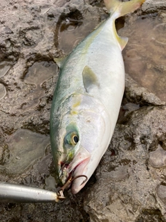 ハマチの釣果