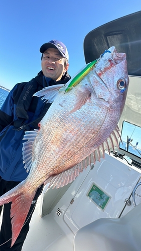 マダイの釣果