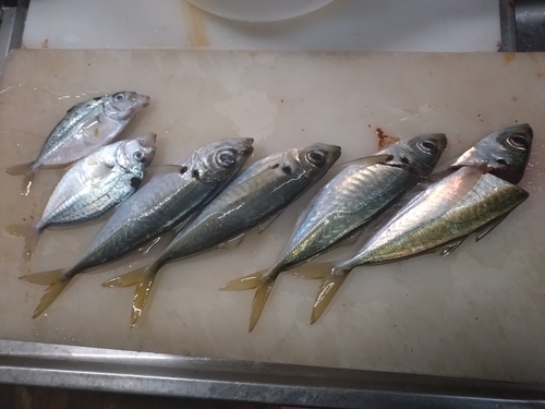 アジの釣果