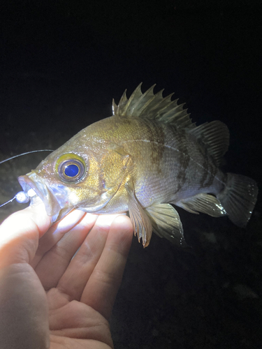 メバルの釣果