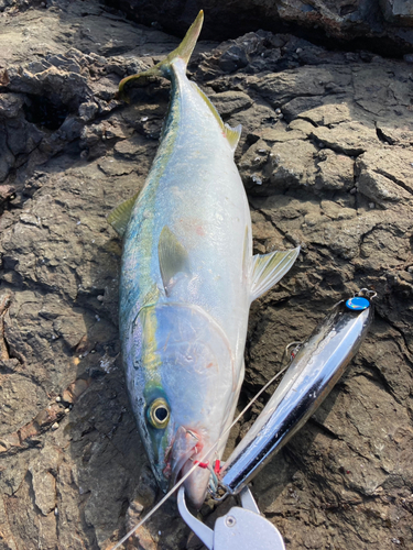 ハマチの釣果