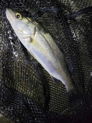 セイゴ（マルスズキ）の釣果