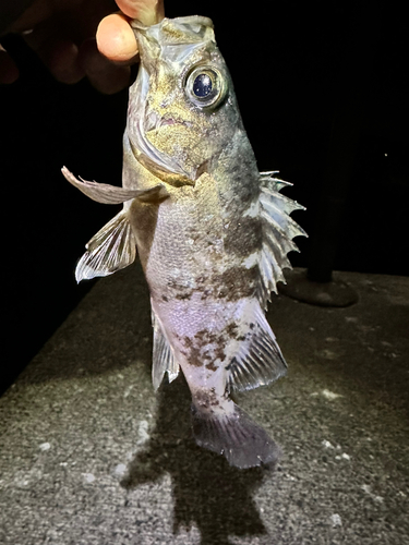 メバルの釣果