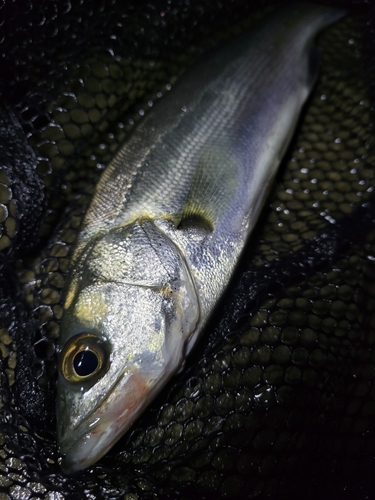 セイゴ（マルスズキ）の釣果