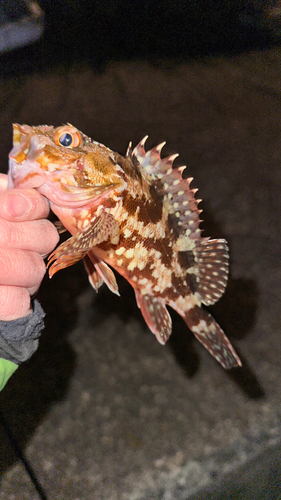 カサゴの釣果