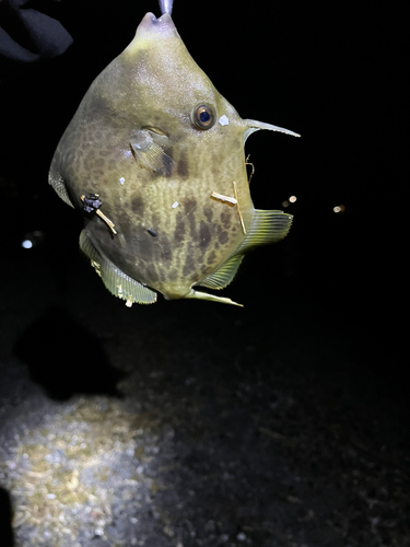 カワハギの釣果