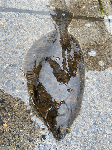 マコガレイの釣果