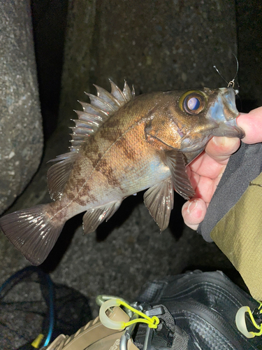 メバルの釣果