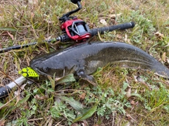 ナマズの釣果