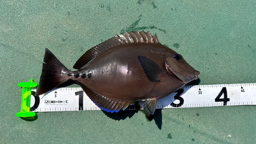 サンノジの釣果